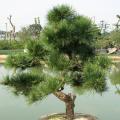 黑松