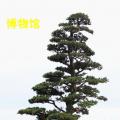 黑松