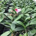 茶花