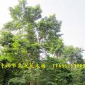 单杆多宝树 子母树