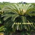 台湾苏铁