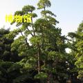 罗汉松