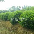非洲茉莉