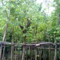 红花紫荆 广东揭阳普宁绿化基地---广太建兴花木场---广州-深圳-中山-福建-漳州