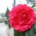 茶花