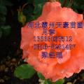 丰花月季 