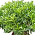 非洲茉莉