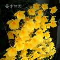 石斛兰[聚石斛]