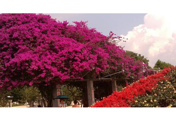 三角梅：细说小三那点事儿,三分钟让你变老司机