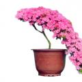 丹东杜鹃花，杜鹃花盆景