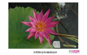 浙江花企10个睡莲新品种获国际登录