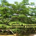 小叶榄仁 细叶榄仁