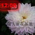 大丽花