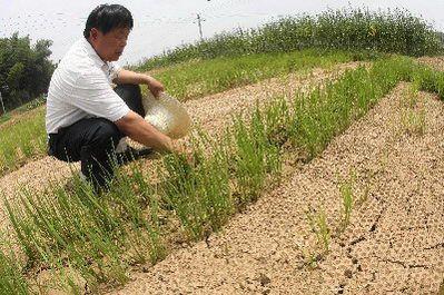 湖南旱情持续 全省585万亩农作物不同程度受旱