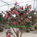 茶花