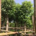 香樟
