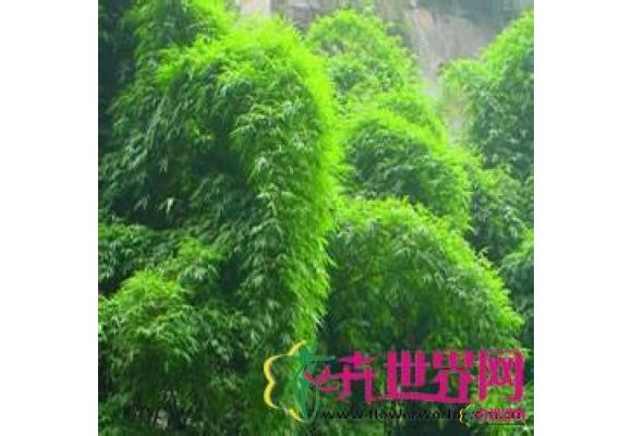 凤尾竹