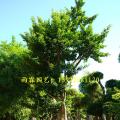 和顺树