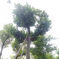 大树菠萝