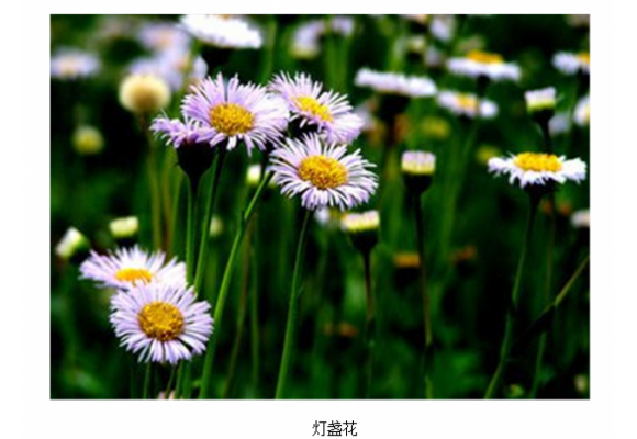 《云南灯盏花产业发展报告》发布