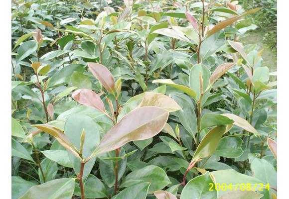 木兰科树种小苗缘何又短缺了