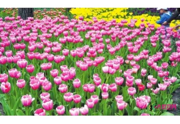 山东：烟台莱山海滨公园郁金香绽放