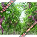 香花槐