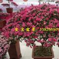 丹东杜鹃花