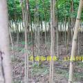 宫粉紫荆