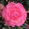 茶花（柏拜范）