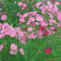 波斯菊