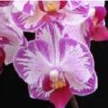 蝴蝶兰（花鹿）