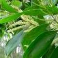 马占相思