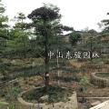 罗汉松
