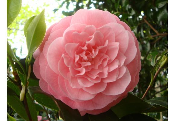 茶花黄金时代悄然来临