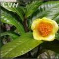 金花茶(苗木)
