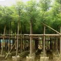 香樟