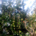 茶花(五彩)