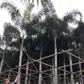 狐尾椰子