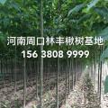 楸树