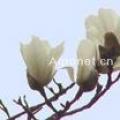 白玉兰