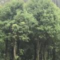 香樟