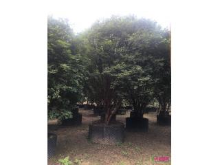 嘉宝果