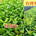红桂木（大叶胭脂）