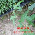 澳洲火焰木