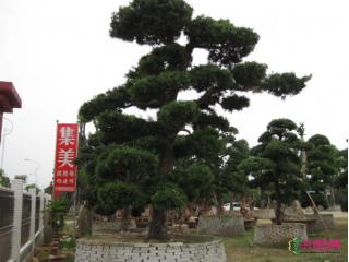 日本罗汉松
