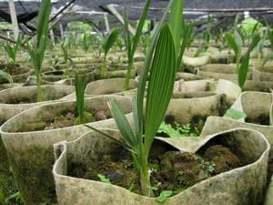 糖棕（扇榈苗）