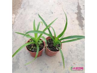 龙血树