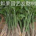 发财树