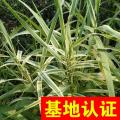 花叶芦竹